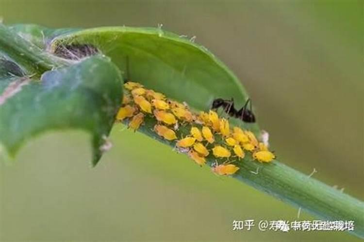 黄瓜为什么会长蜜虫