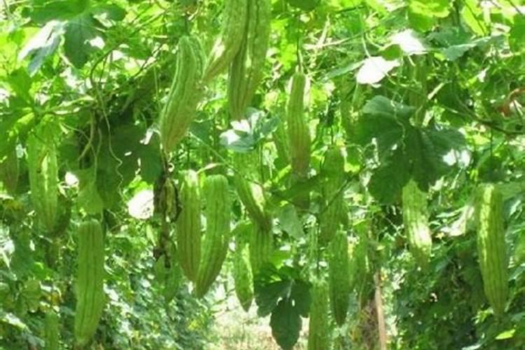 苦瓜适喷哪种蔬菜叶面肥？