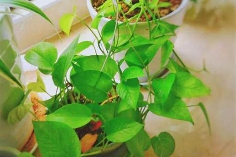 绿萝怎么施肥养才能更旺盛