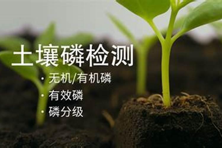 磷块岩矿石简介