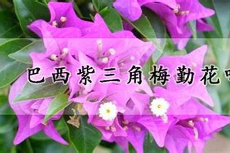 西红柿滴灌锌肥好吗？