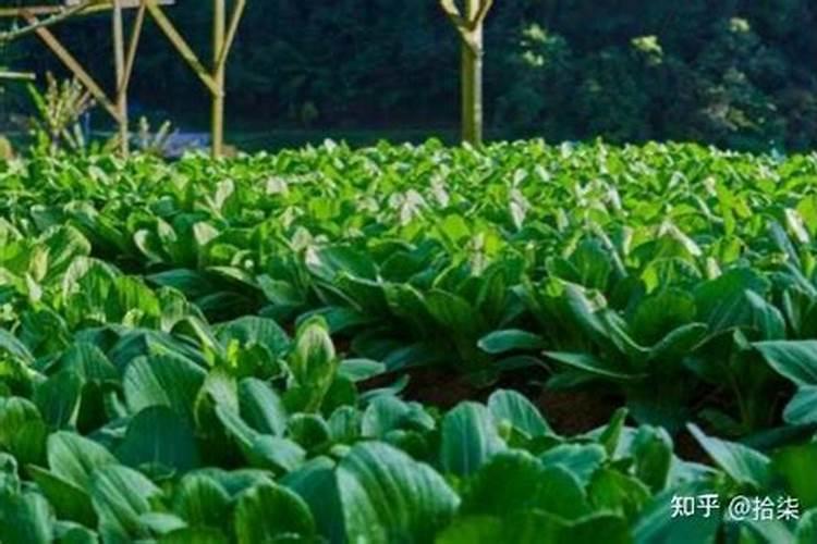 水稻氮肥过多该怎么办