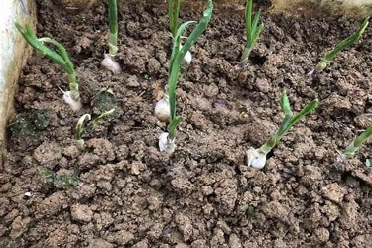 番茄掉花用什么药最好