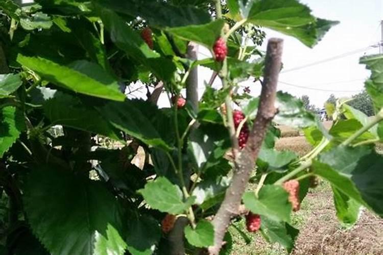 台湾桑葚如何施肥