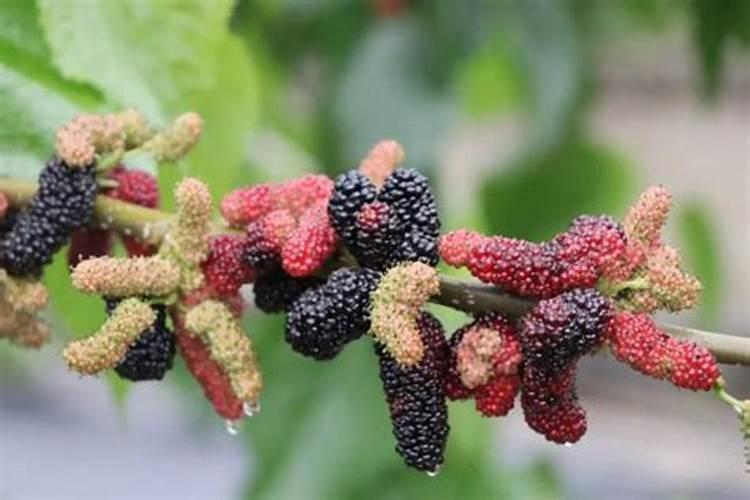 桑椹不甜怎么施肥5月9号还可以施肥？