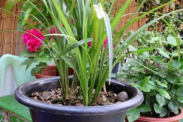 草莓膨果期很多人习惯用高钾肥,这样真的好吗？