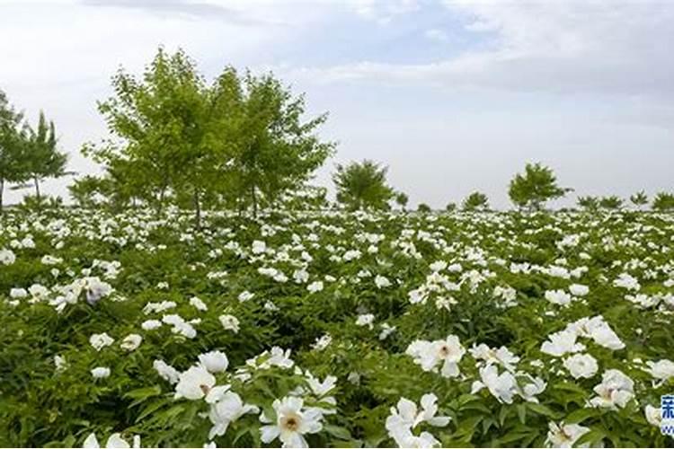 牡丹花可以喷叶面肥吗 注意事项有哪些