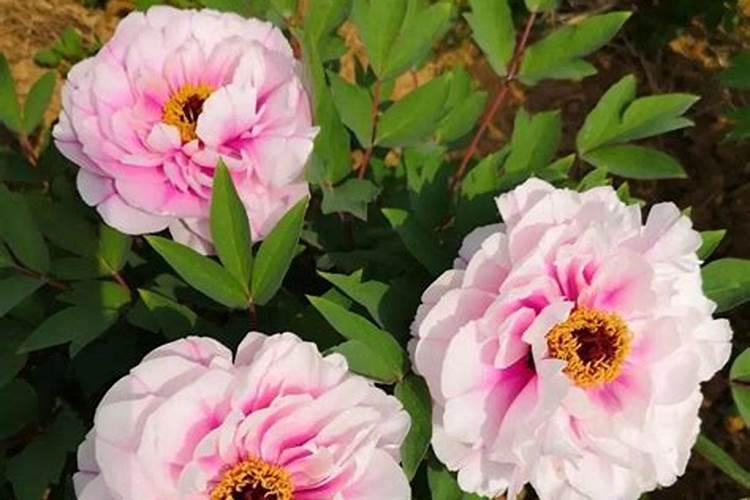 牡丹叶面肥打什么 喷肥注意事项