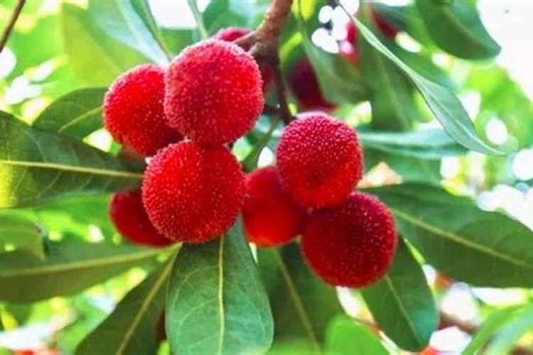 杨梅树施什么肥料好