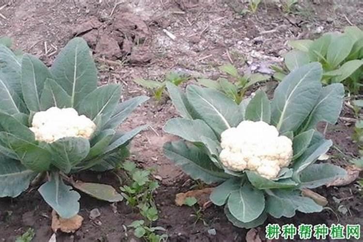 花椰菜要怎么施肥 高产品质好的花椰菜种植