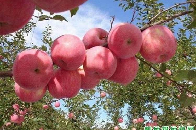 哪些肥料不属于有机肥料 有机肥料的特点