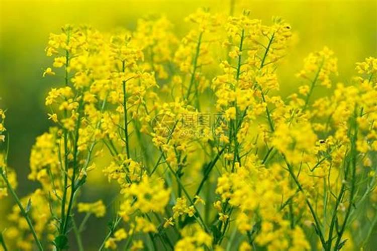 油菜叶面喷施硼肥的最佳时间