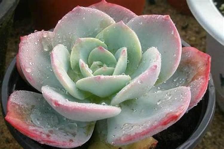 果树能用尿素施肥吗