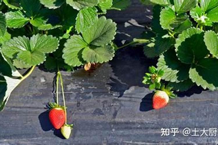 头茬小麦二茬萝卜用多少肥？