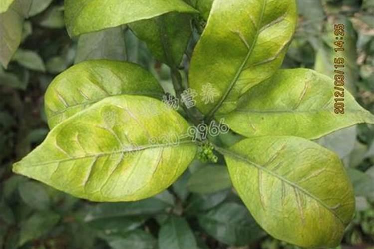 中药材西洋参生根膨大素,中药材人参壮根灵厂家批发,中药材半夏地下茎块...