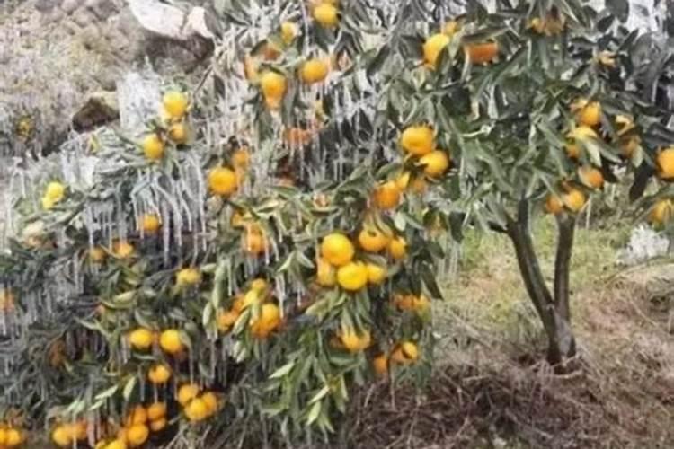 常见的柑橘叶面肥有哪些呢？什么样的叶面肥对柑橘的生长发育作用比较大...