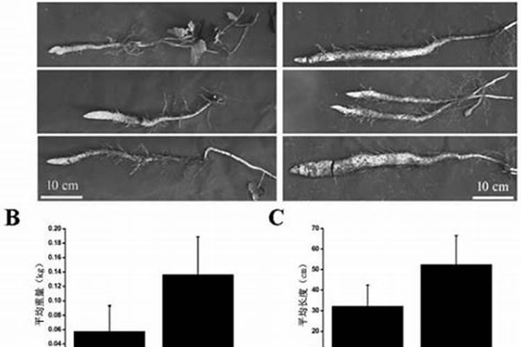 西瓜怎么追肥？什么时候追肥？
