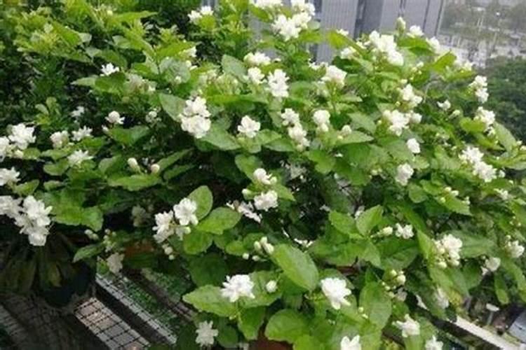 氮肥是什么肥料制成的 什么叫氮肥？氮肥