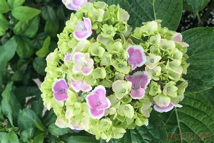 氮肥为什么叫尿素