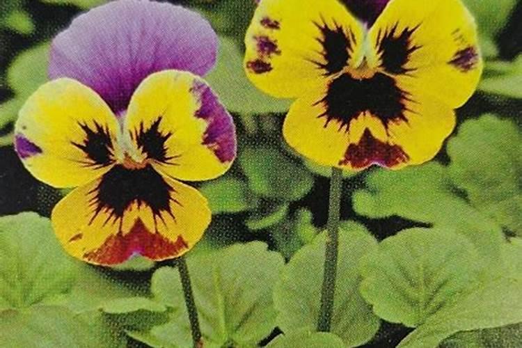 三色堇怎么施肥