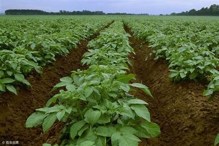 高磷高钾复合肥有什么作用