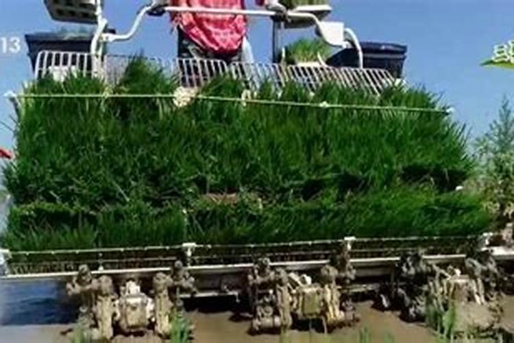 水稻怎样科学施肥？谢谢