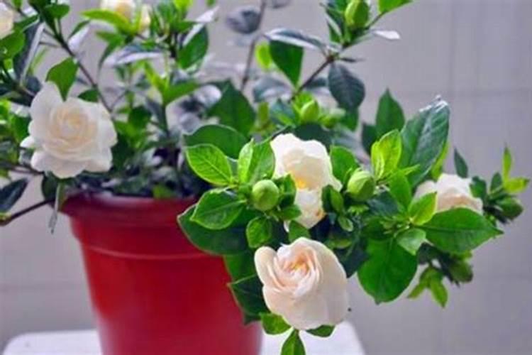 栀子花怎么种植和养护？