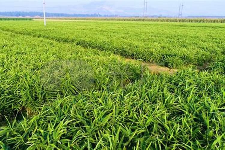 大姜种植用什么肥就选生物有机菌肥大姜有机肥