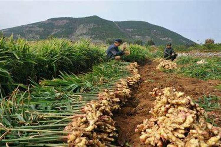 施什么肥让大姜粗壮