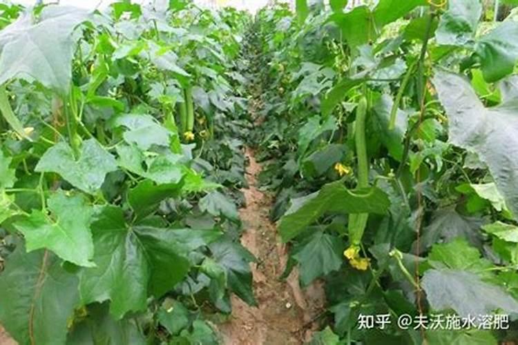 放什么肥料蔬菜才好吃