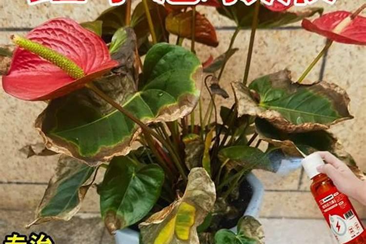 “庄稼一枝花,全靠肥当家”,下列属于复合肥的是( )A.KNO3B..Ca...