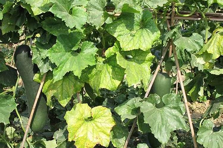 种植冬瓜施什么肥料好？