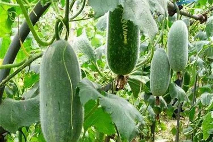 对于冬瓜的施肥都有什么好的方法呢？