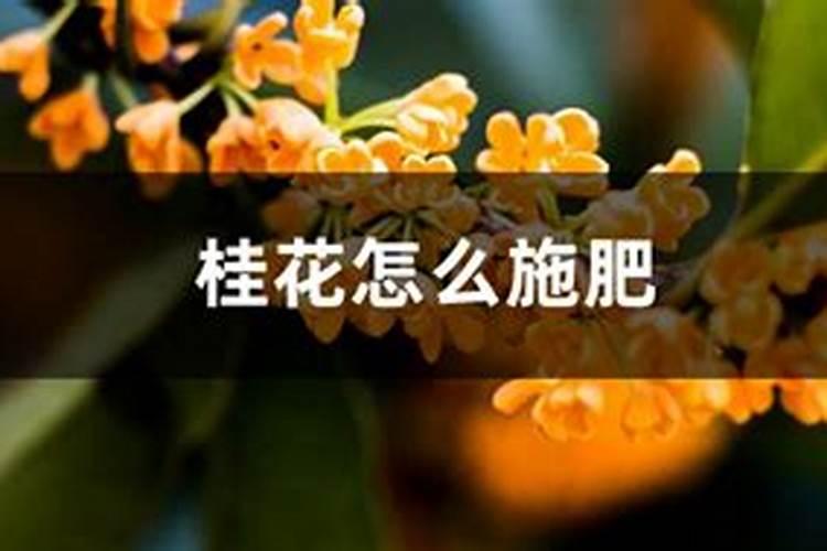 桂花怎样追肥