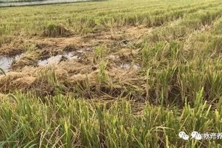 中稻几月播种几月收