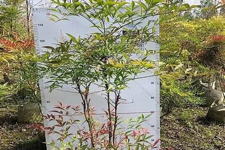 黄腐酸钾可以和鱼蛋白混冲施吗