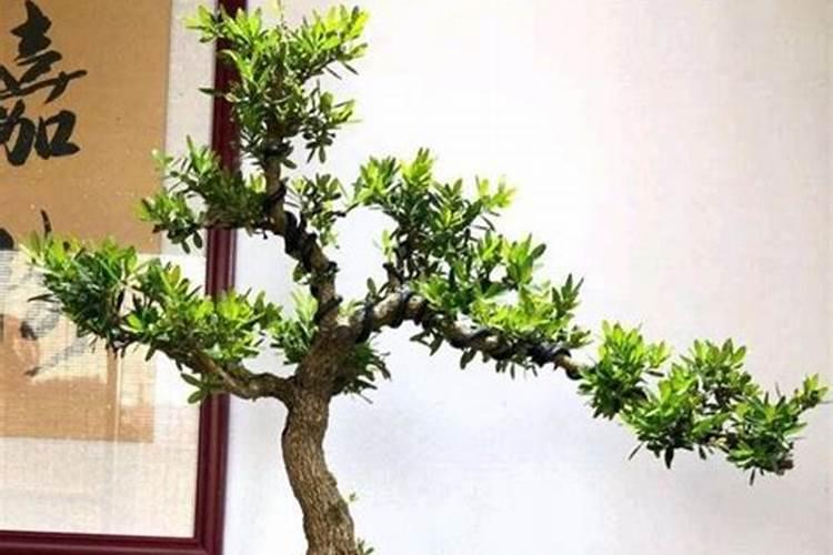 矿源黄腐酸钾喷雾红薯可以用吗