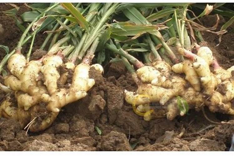 玉米开花期可以打920吗？