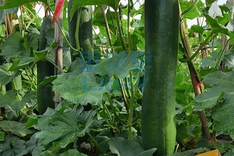 苹果树补钙的叶面肥有哪些