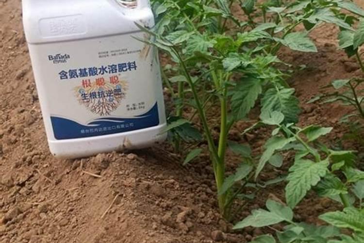 番茄浇什么肥料合适