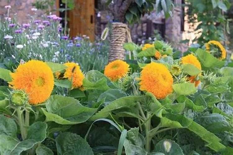 常见的磷肥有哪些化学式