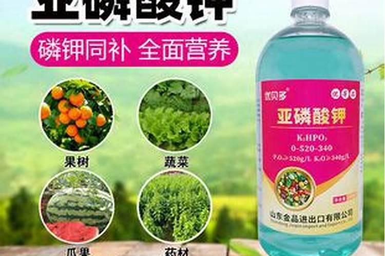 茂培04545影响果的品质吗