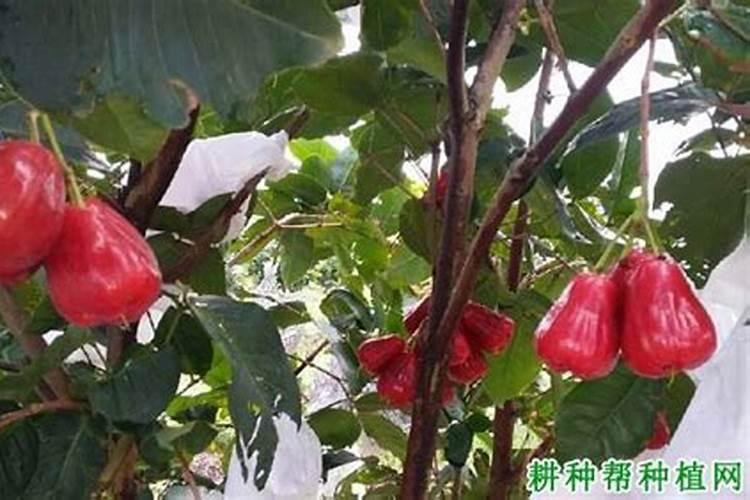 果树缺钙症症状特征及原因