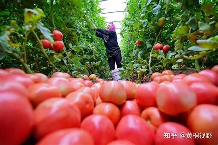 复合肥氮磷钾的作用分别是什么