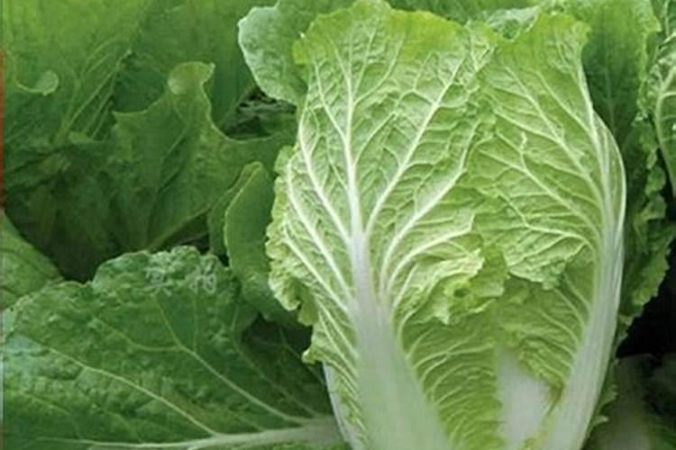 果树施硼肥怎么操作？果树施硼肥有什么用？