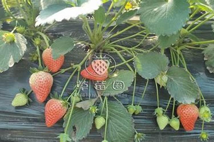 种黄金甘蔗什么时候变黄色