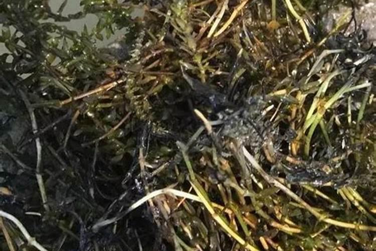 种小麦低肥没有钾肥等给叶面打磷酸二氢钾可以吗？