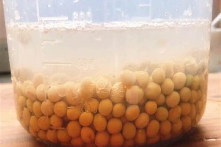 .新种的发财树注意什么