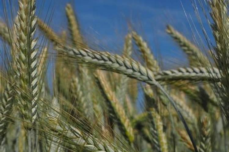 鄂大麦10号栽培要点