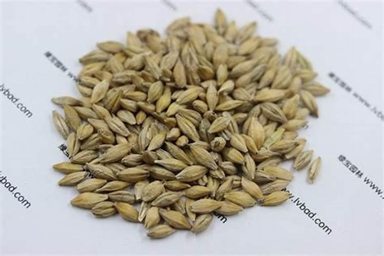 大麦倒伏怎么防止？